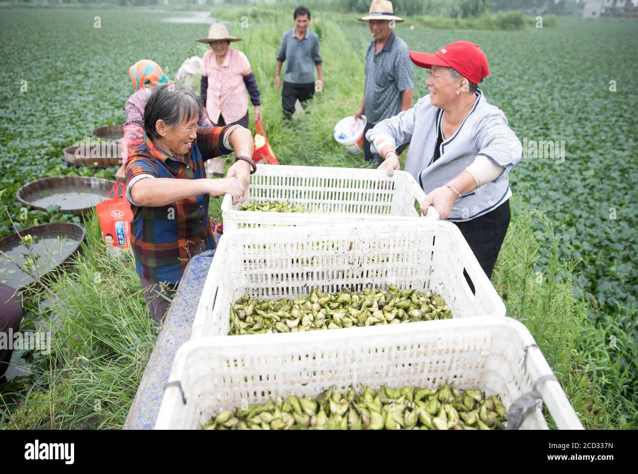 A farmer picks water caltrop at Bailian Farm in Huai'an city, east China's Jiangsu province, 22 July 2020. Stock Photo