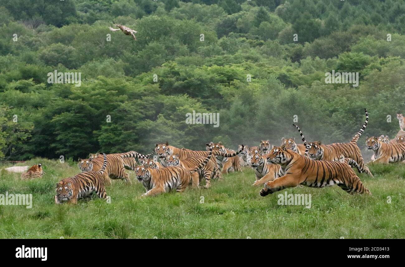 Siberian tigers are running in the forest at the Hengdaohezi Siberian