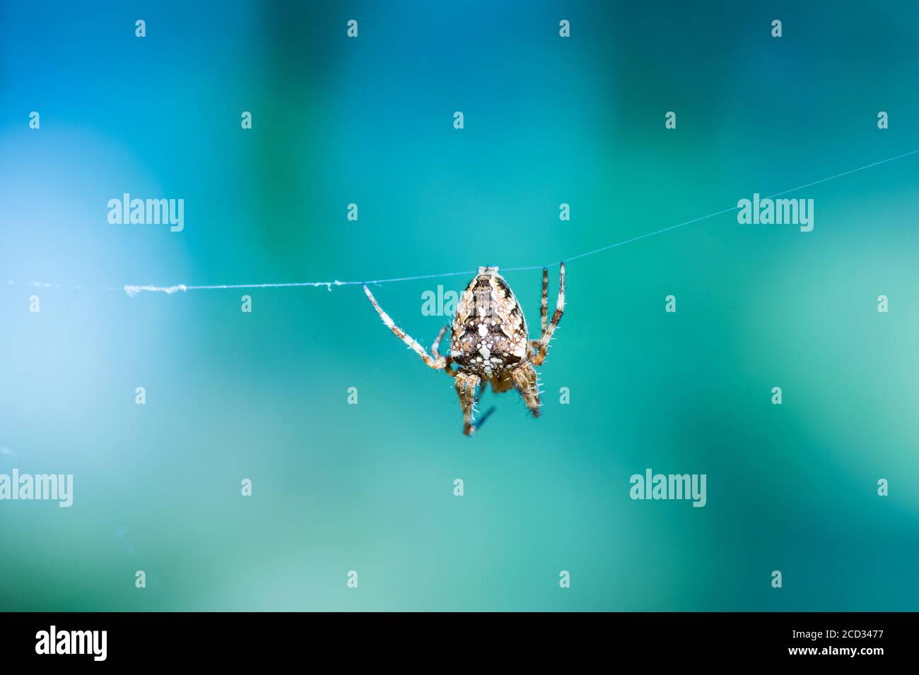 Macro shot of a European garden spider (cross spider Araneus diadematus ...
