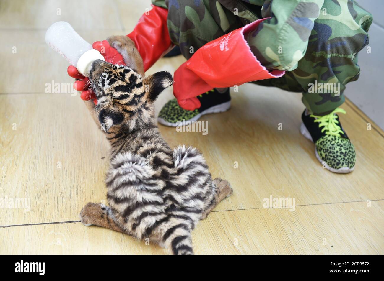 Three South China tiger cubs were born in April in China's primary zoo housing the rare species, bringing the total number of such tigers in the zoo t Stock Photo