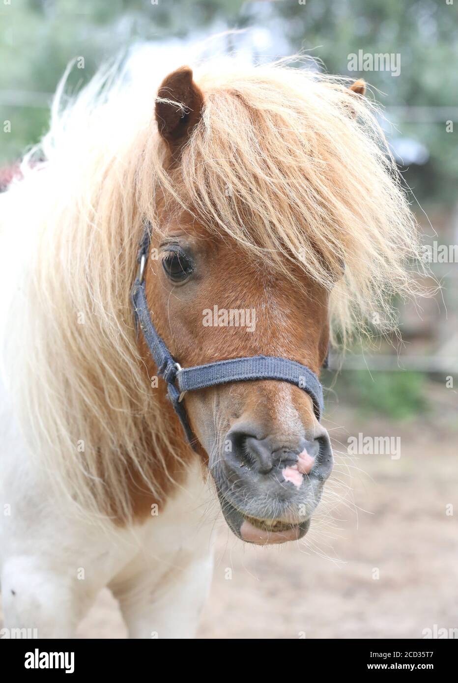 Pony horse walk alone in summer corral between the hay which has been