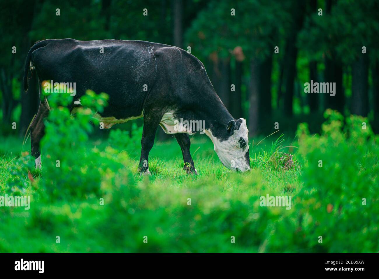 Holstein Friesian dairy cows in field near green grass field Stock ...