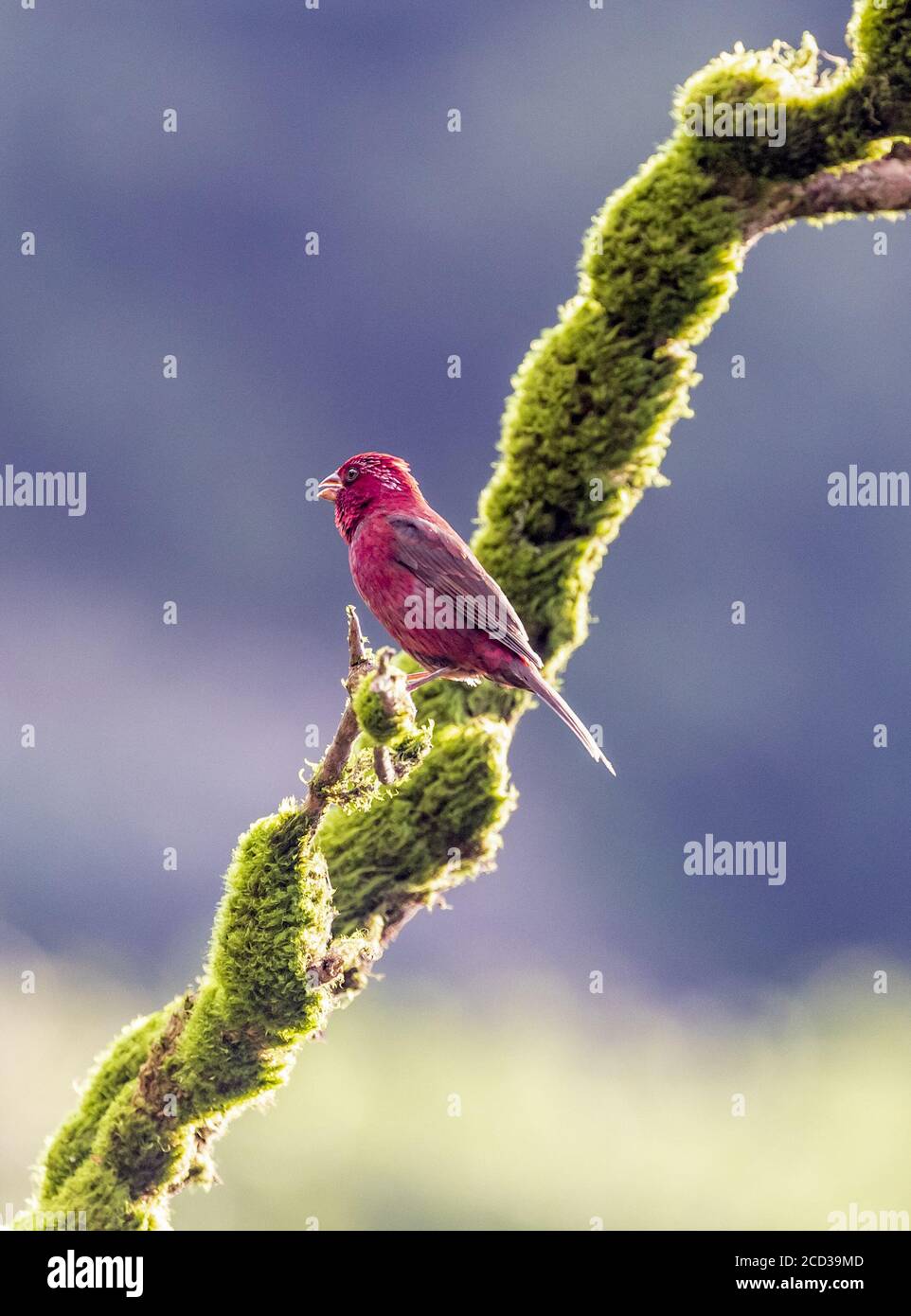 Chongqing, Chongqing, China. 26th Aug, 2020. SichuanÃ¯Â¼Å'CHINA-The red rosefinch was listed on the IUCN Red List of Endangered Species in 2012, and is known as the ''star bird'' in Jfoshan because its male feathers are eye-catching like blood. From July to September every year, the smoke pipe thistle fruit on The Golden Buddha Mountain attracts the wine rosefinch or prey among the flowers, or stay on the branches to play, becoming a beautiful scenery on the Golden Buddha Mountain. Credit: SIPA Asia/ZUMA Wire/Alamy Live News Stock Photo