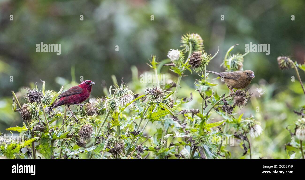 Chongqing, Chongqing, China. 26th Aug, 2020. SichuanÃ¯Â¼Å'CHINA-The red rosefinch was listed on the IUCN Red List of Endangered Species in 2012, and is known as the ''star bird'' in Jfoshan because its male feathers are eye-catching like blood. From July to September every year, the smoke pipe thistle fruit on The Golden Buddha Mountain attracts the wine rosefinch or prey among the flowers, or stay on the branches to play, becoming a beautiful scenery on the Golden Buddha Mountain. Credit: SIPA Asia/ZUMA Wire/Alamy Live News Stock Photo