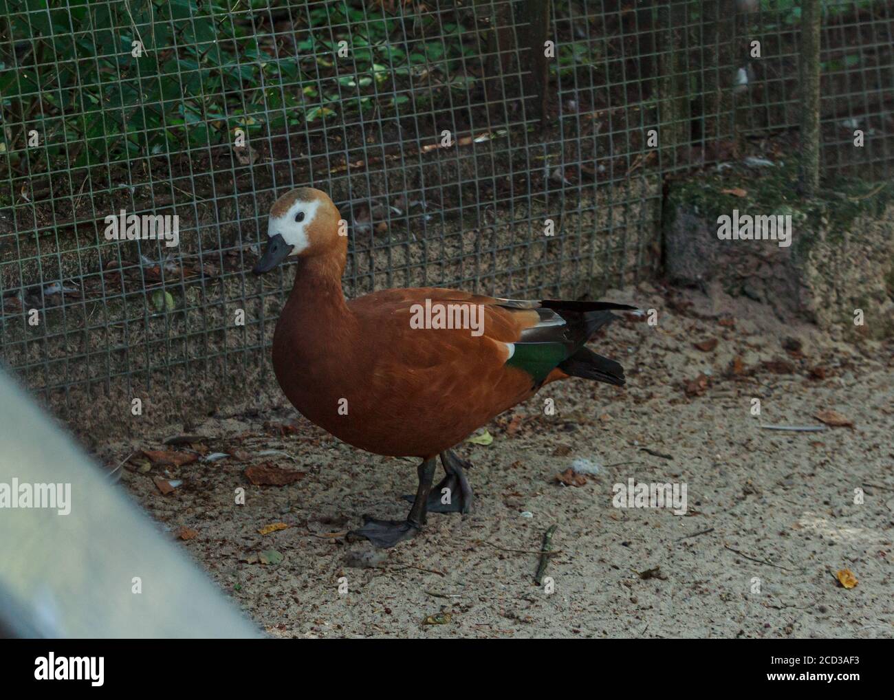 brown mallard duck walking in cage at Riga zoo park Stock Photo