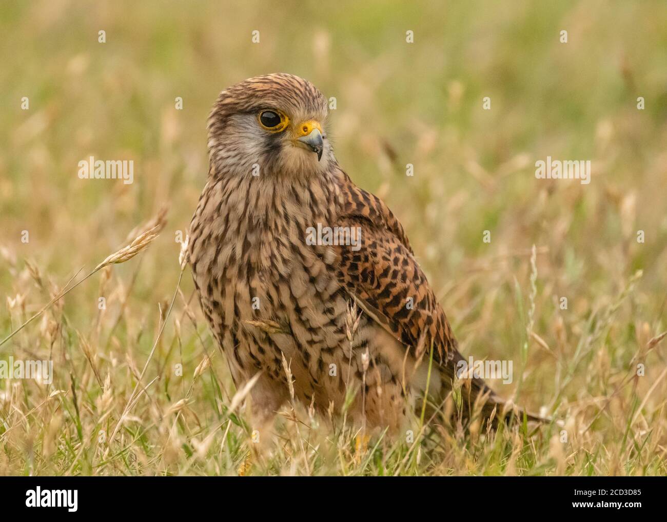 Juvenile Kestrel hunting in grasslands Stock Photo