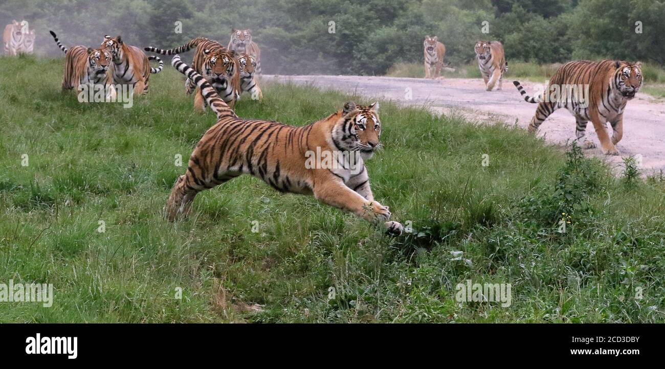 Siberian tigers are running in the forest at the Hengdaohezi Siberian