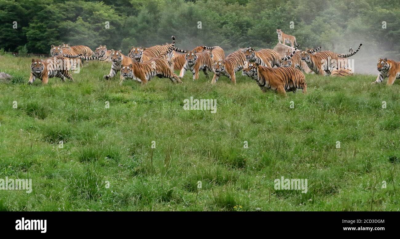 Siberian tigers are running in the forest at the Hengdaohezi Siberian Tiger Park, the largest wild Siberian tiger breeding and rewilding base in the w Stock Photo