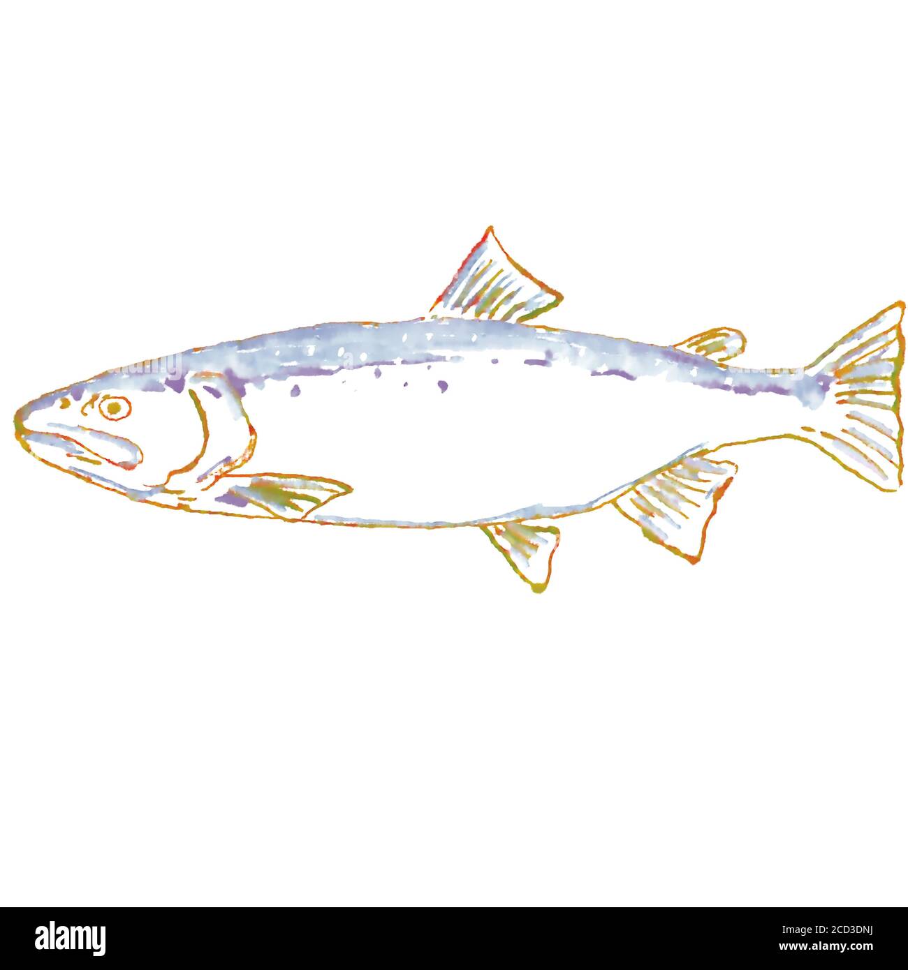 Watercolor painting illustration of a Bull Trout or Salvelinus confluentus, a char native to the Pacific Northwest and Canada  on isolated white backg Stock Photo