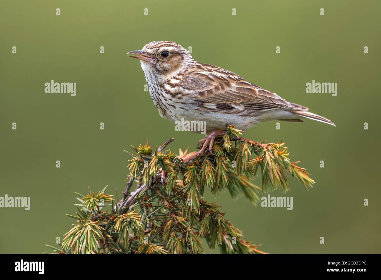 wood lark (Lullula arborea pallida, Lullula pallida), perched on a twig, Italy, Passo della Raticosa Stock Photo