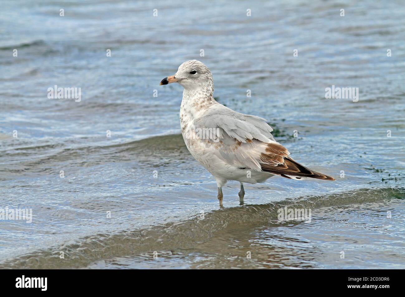 ring-billed gull (Larus delawarensis), in first-summer on a beach, side view, Mexico Stock Photo