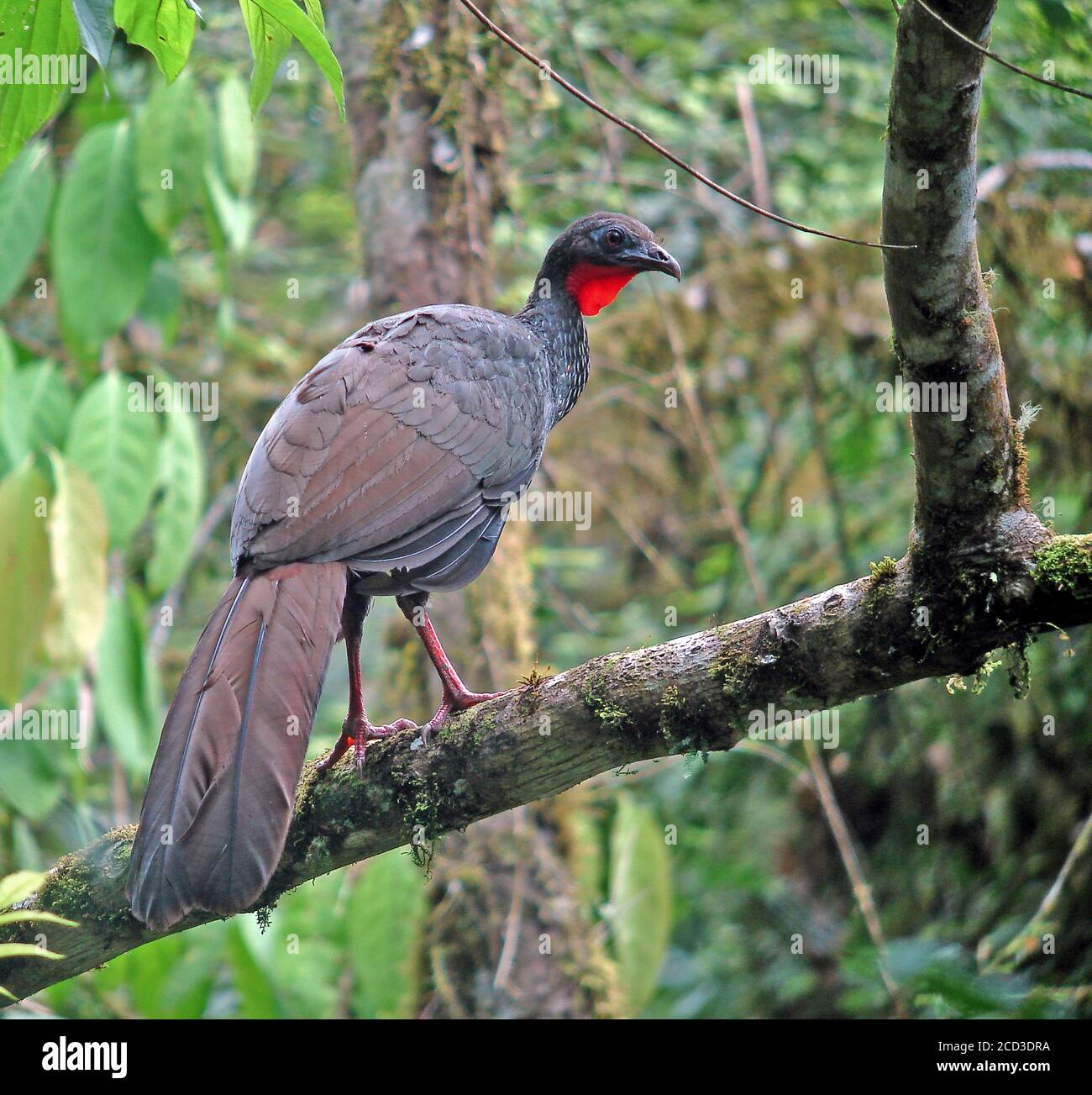 cauca guan (Penelope perspicax), Adult perched on a branch in forest on a west slope of the West and Central Andes, Colombia Stock Photo
