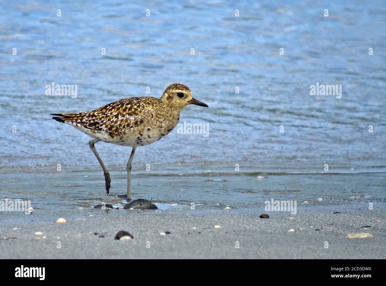 Pacific golden plover (Pluvialis fulva), walking in summer plumage on a beach, side view, Japan, Bonin island Stock Photo