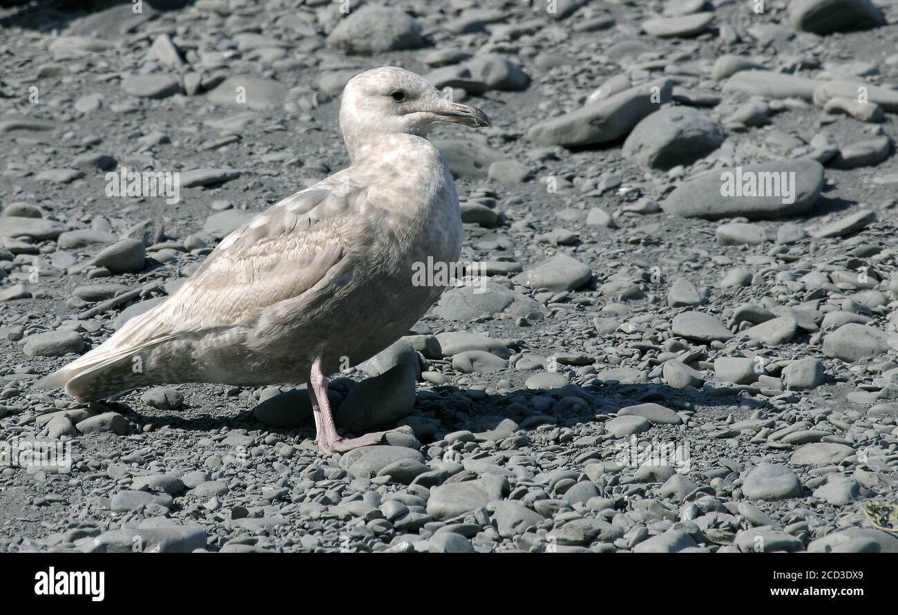 glaucous-winged gull (Larus glaucescens), perching on a bank of pebbles along the coast in the first-summer, side view, USA, Alaska Stock Photo