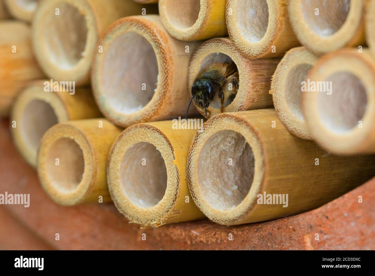 red mason bee (Osmia rufa, Osmia bicornis), female in a bamboo cane of a nesting aid, Germany Stock Photo