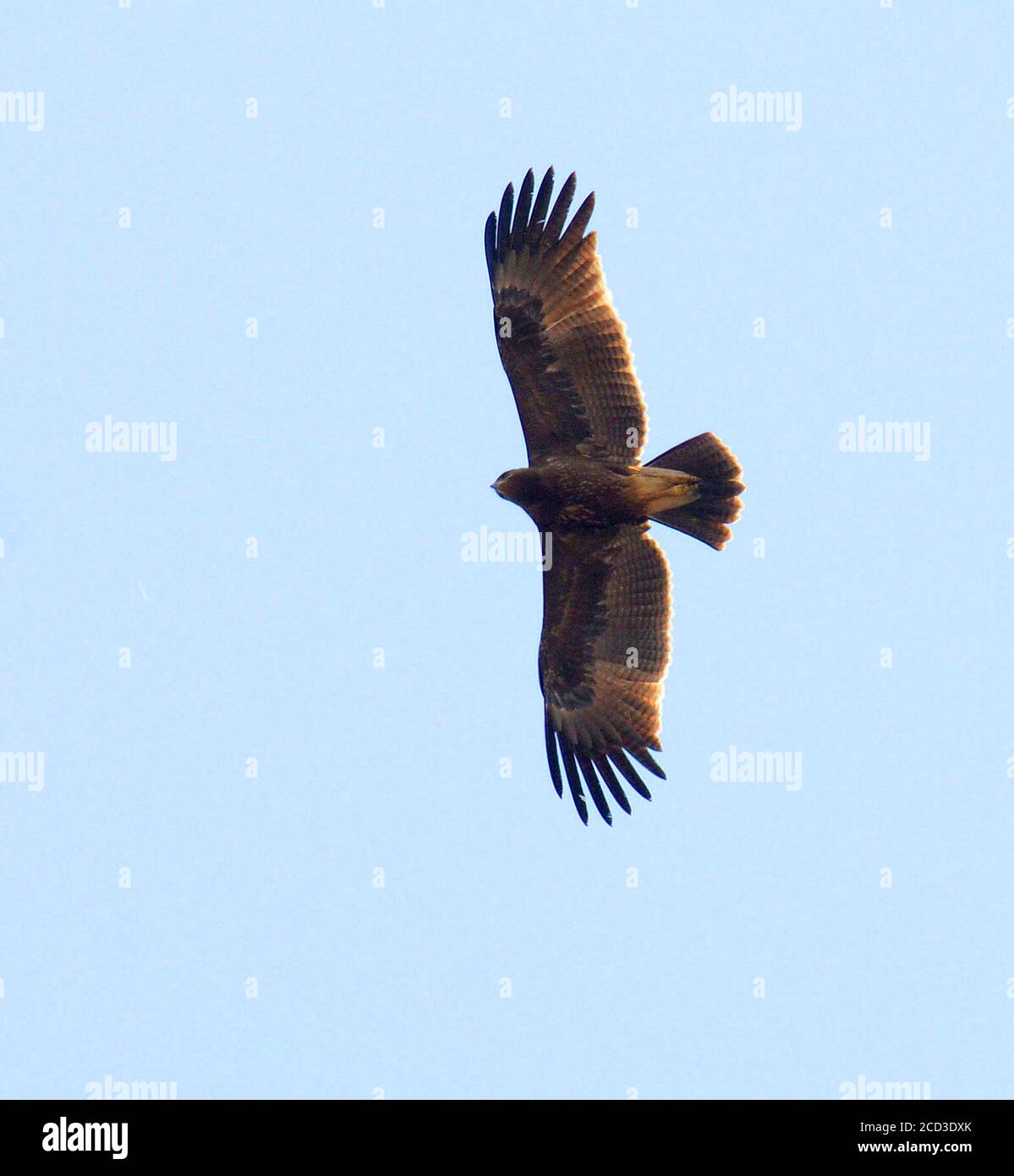 Indian Spotted Eagle (Clanga hastata), in flight, seen from below, India, Gujarat Stock Photo