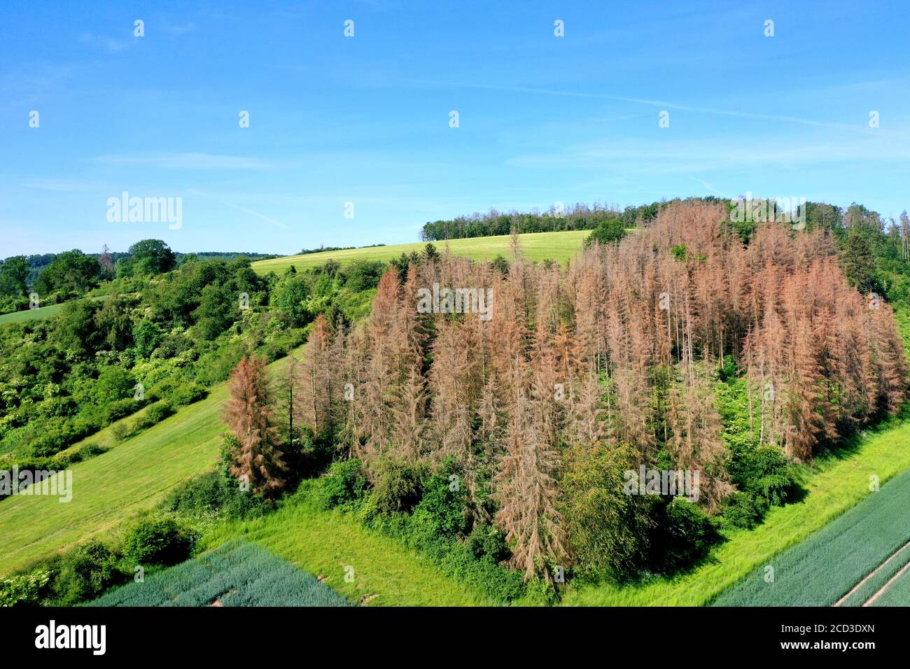 Norway spruce (Picea abies), dead spruce forest caused by dryness and bark beetle, 02.06.2020, aerial view, Germany Stock Photo