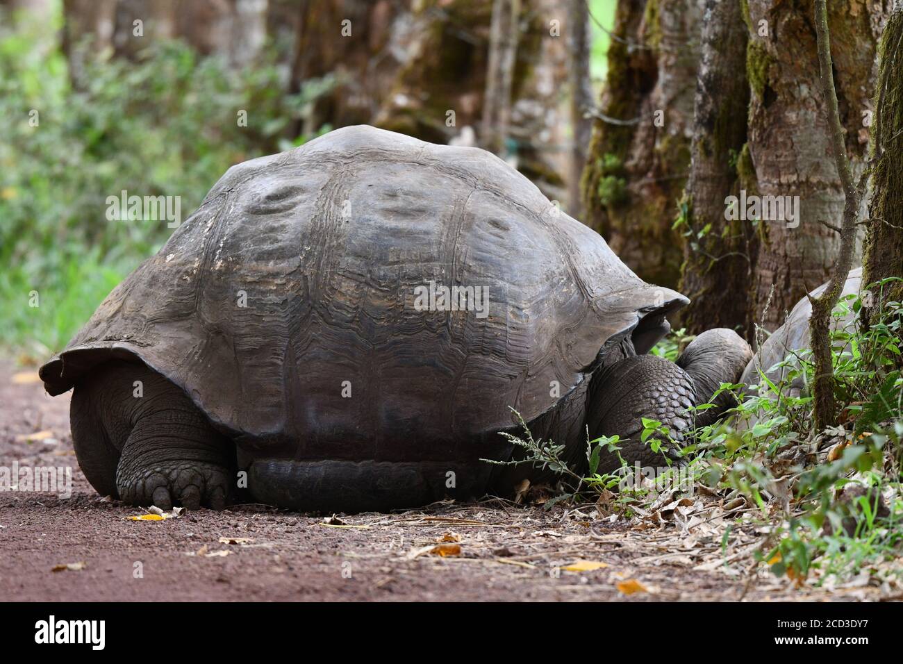 Galapagos tortoise, Galapagos giant tortoise, porteri (Chelonoidis nigra porteri, Geochelone elephantopus porteri, Geochelone nigra porteri, Testudo Stock Photo