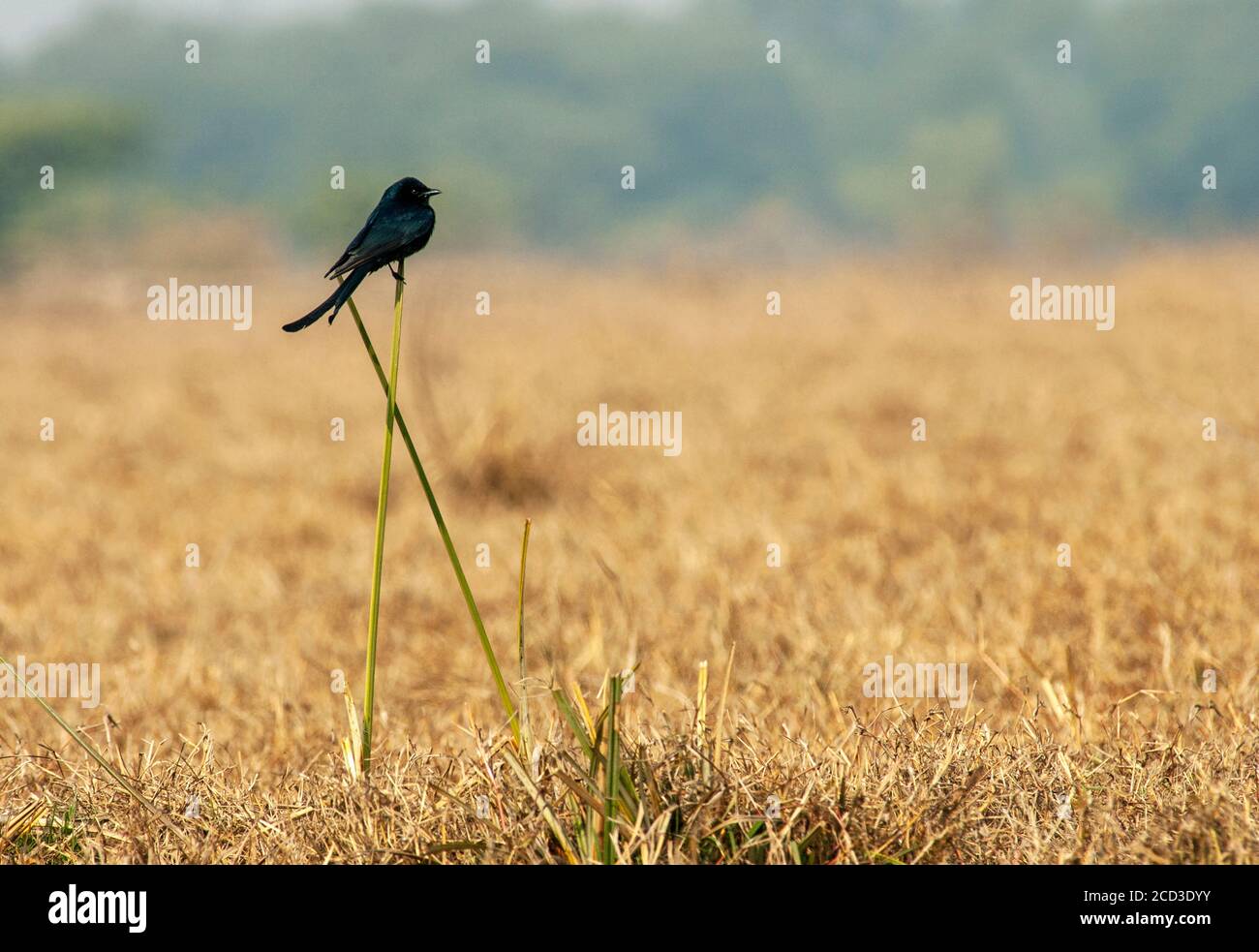 black drongo (Dicrurus macrocercus), sitting out in the open on a stem,  Indien, Stock Photo
