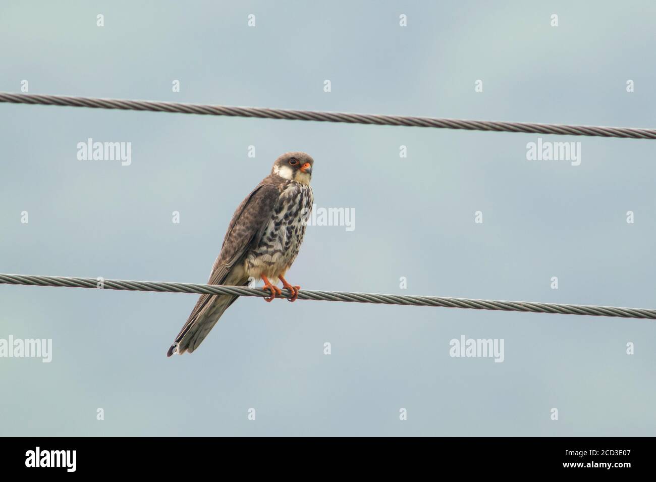 eastern red-footed krestel (Falco amurensis), Second calendar year Amur Falcon perched on electricity wire in a rural area, China, Dongzhai Stock Photo