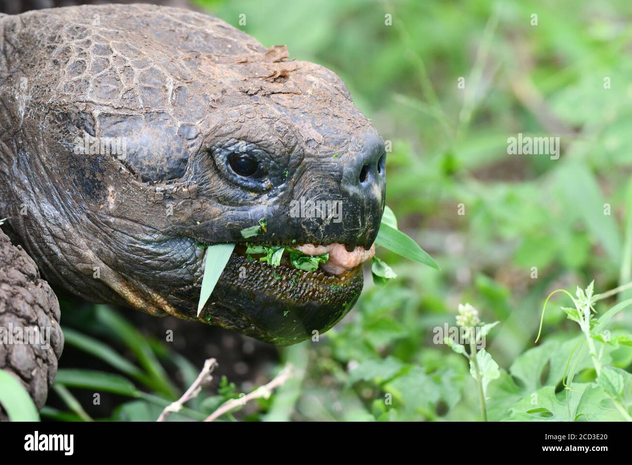 Galapagos Tortoise Galapagos Giant Tortoise Porteri Chelonoidis Nigra Porteri Geochelone Elephantopus Porteri Geochelone Nigra Porteri Testudo Stock Photo Alamy Galapagos Tortoise Galapagos Giant Tortoise Porteri Chelonoidis Nigra Porteri Geochelone Elephantopus Porteri Geochelone Nigra Porteri Testudo Stock Photo Alamy