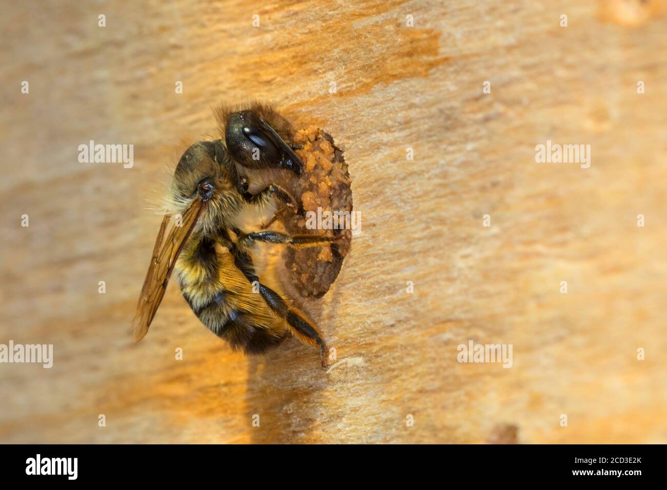 red mason bee (Osmia rufa, Osmia bicornis), female capped the nest with sand, clay and soil, Germany Stock Photo