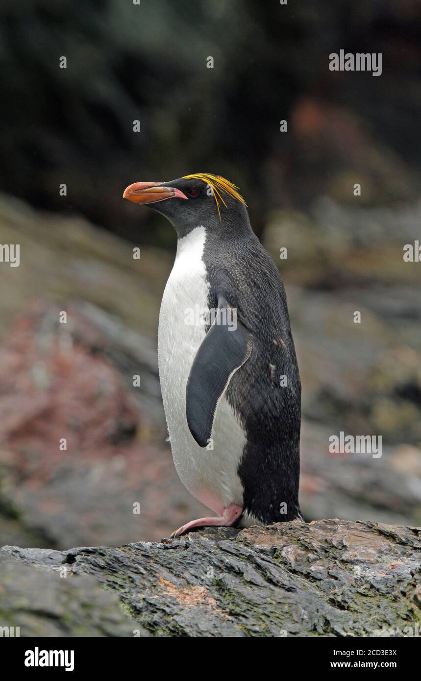 macaroni penguin (Eudyptes chrysolophus), standing ashore, Suedgeorgien Stock Photo