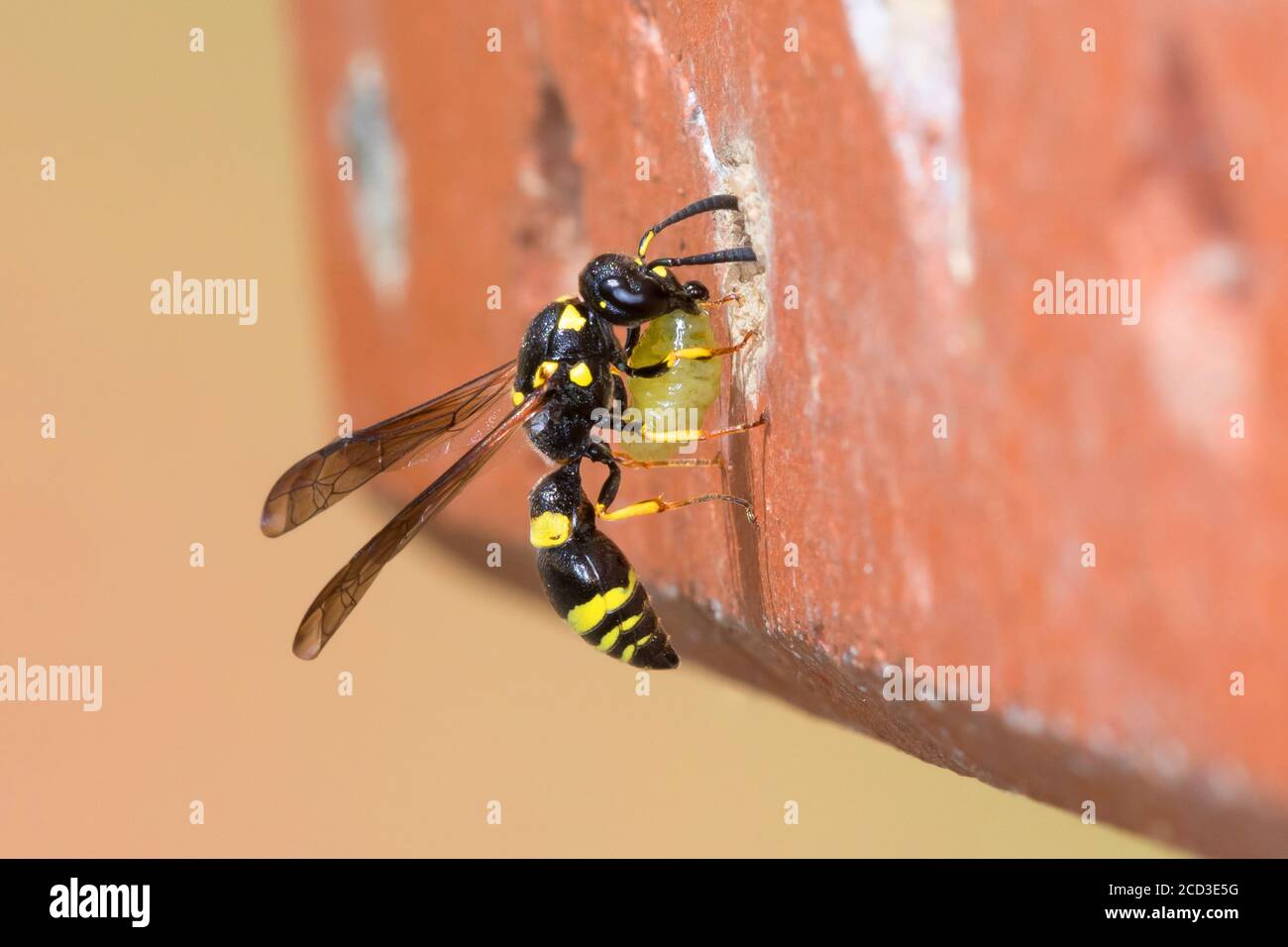 Mason wasp, potter wasp (Symmorphus crassicornis), female carrying caught beetle larva to the nesting hole in a brick of an insect hotel, Germany Stock Photo
