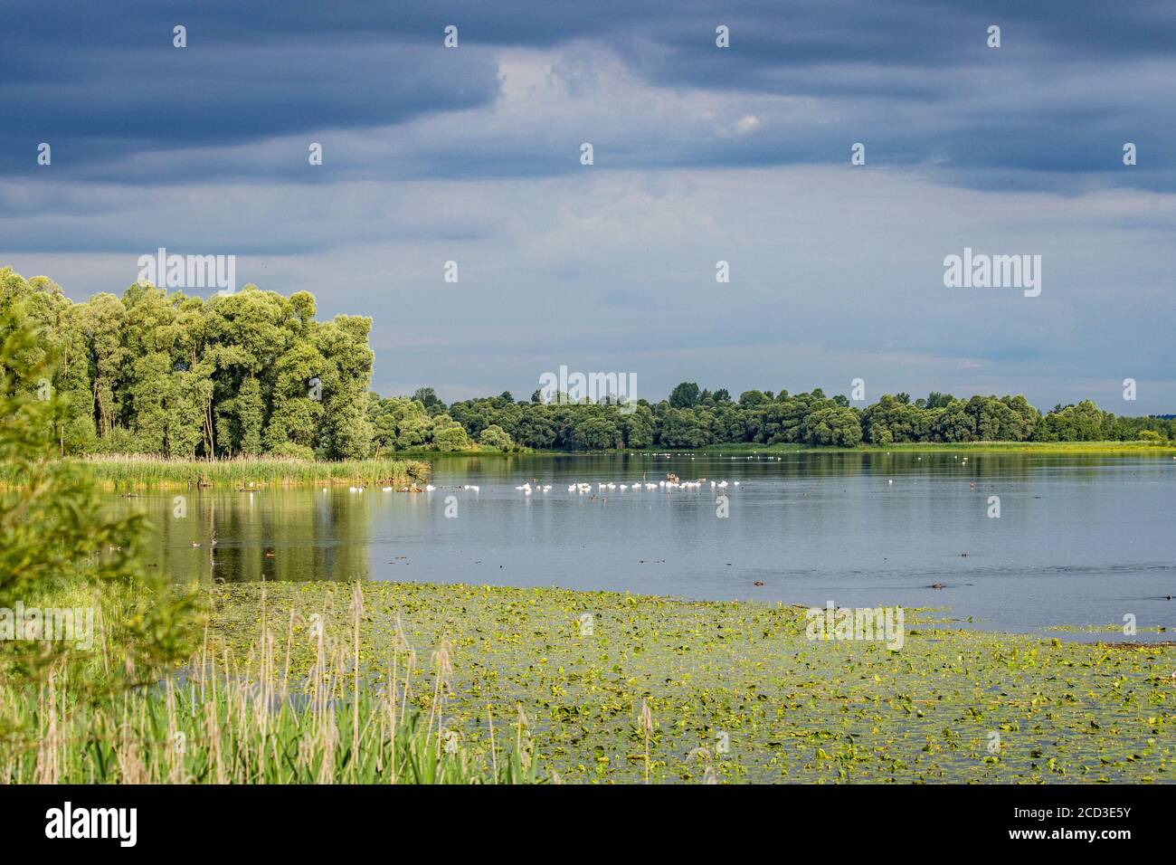 mute swan (Cygnus olor), approaching thunderstorm over a lake with many mute swans, Germany, Bavaria, Lake Chiemsee Stock Photo