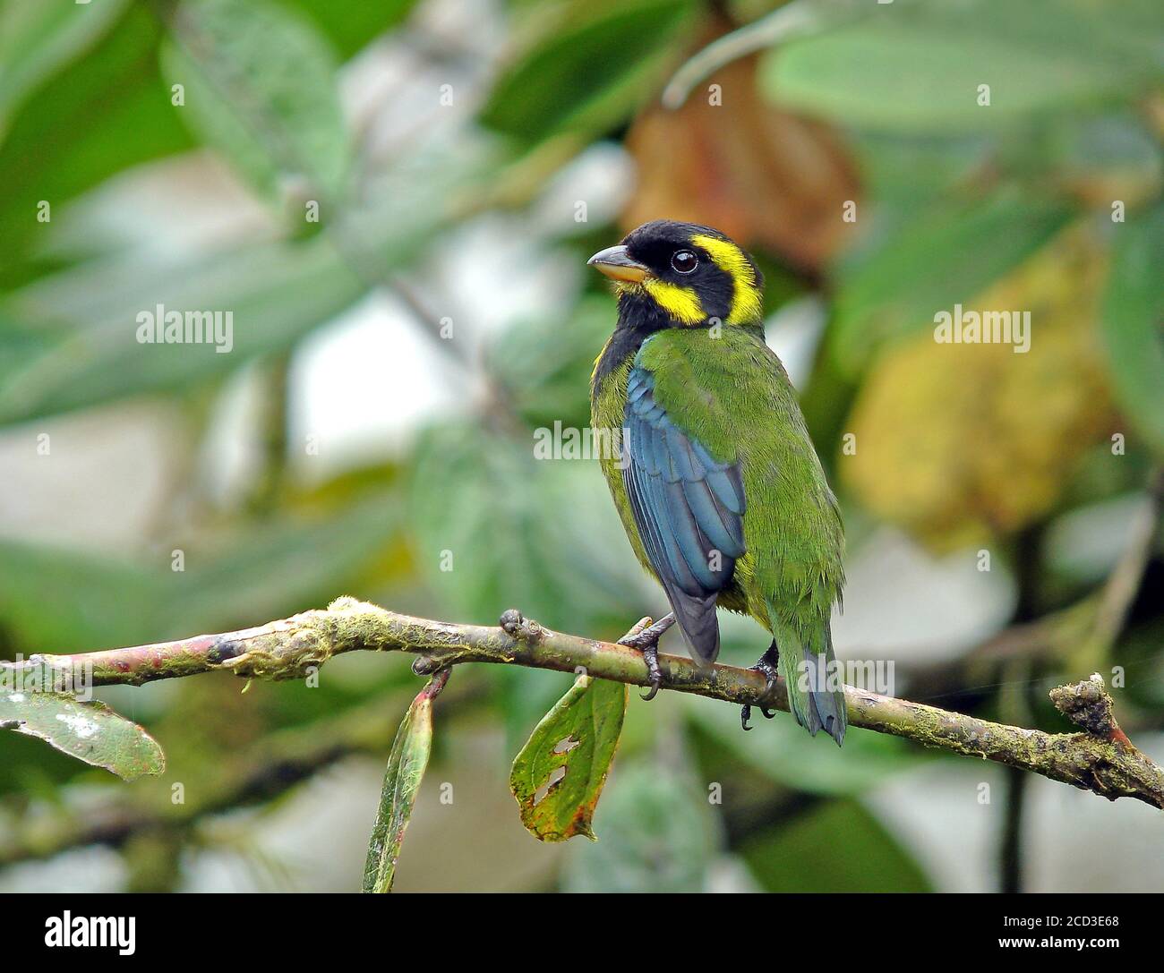 Gold-ringed Tanager (Bangsia aureocincta), perched in tropical rainforest, Colombia Stock Photo