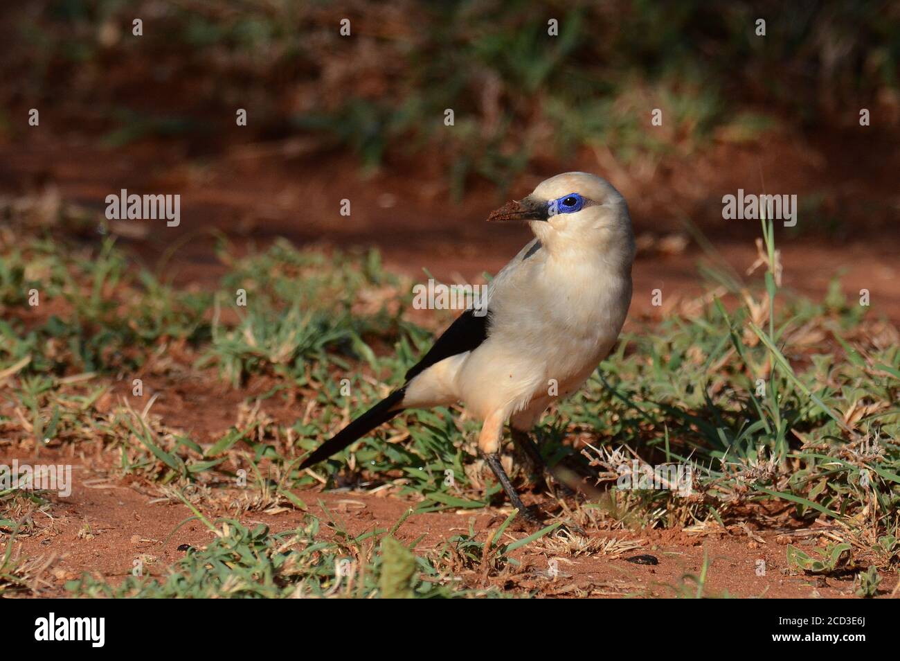 Stresemann's bushcrow, Abyssinian pie, Bush crow, Ethiopian bushcrow (Zavattariornis stresemanni), standing on the ground, Ethiopia, Yabello Stock Photo