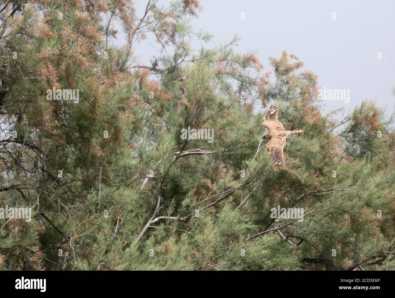 Egyptian nightjar (Caprimulgus aegyptius), in flight in front of trees, view from above, Africa Stock Photo