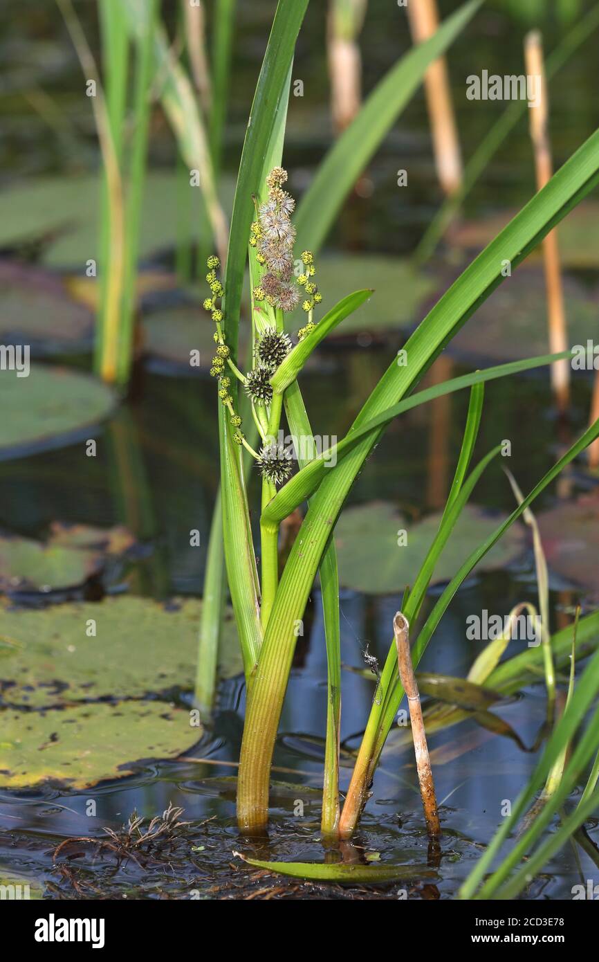 Branched Burreed, Exotic Bur Reed Sparganium Erectum, Exotic Bur-Reed, Simple-Stem Burr-Reed, Simplestem Bur-Reed (Sparganium erectum), blooming, Stock Photo