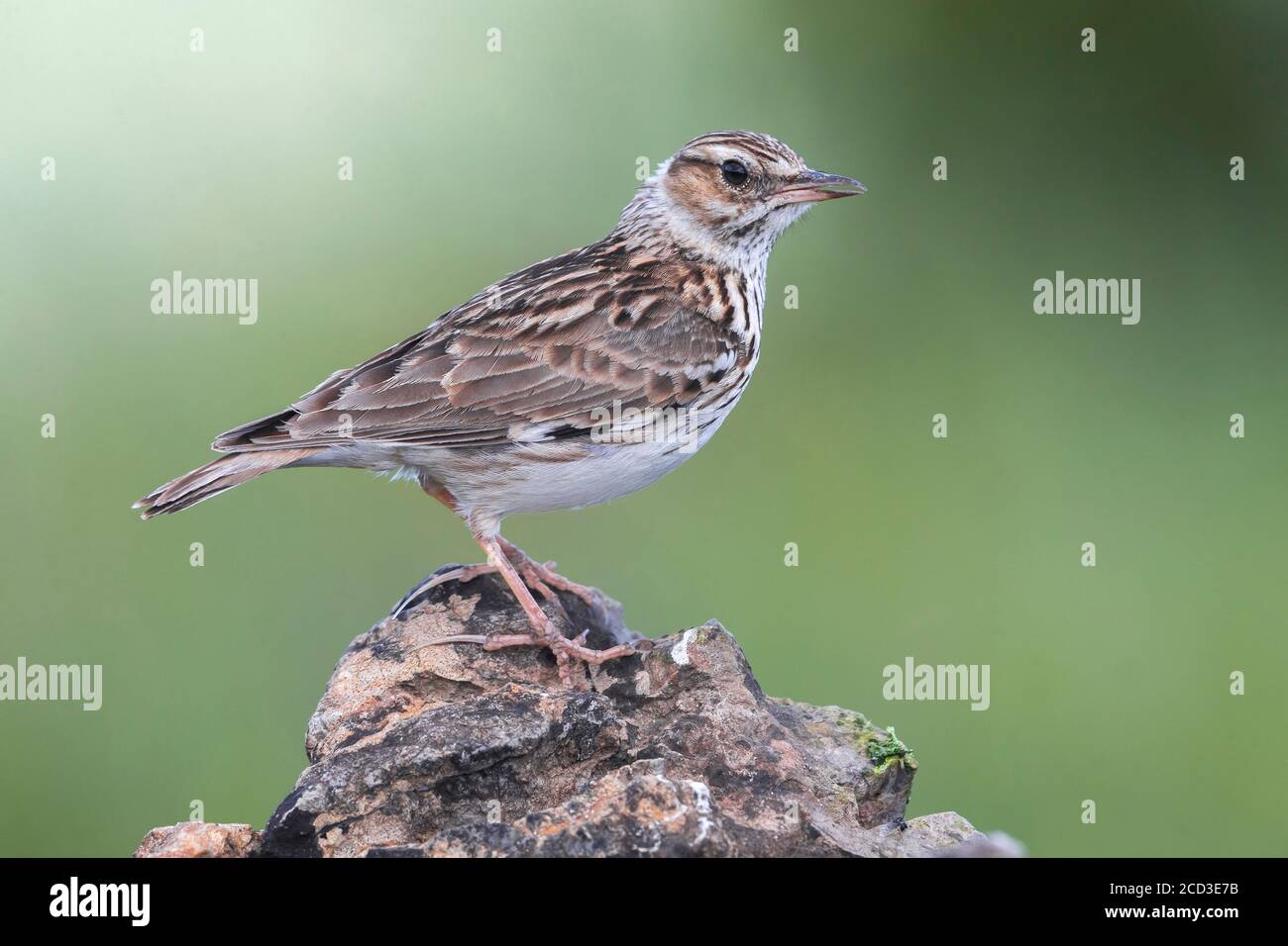 wood lark (Lullula arborea pallida, Lullula pallida), perched on a rock, Italy, Passo della Raticosa Stock Photo