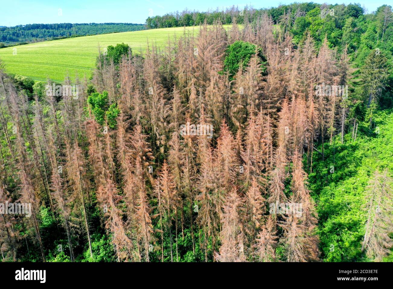 Norway Spruce Picea Abies Dead Spruce Forest Caused By Dryness And Bark Beetle 02 06 Aerial View Germany Stock Photo Alamy