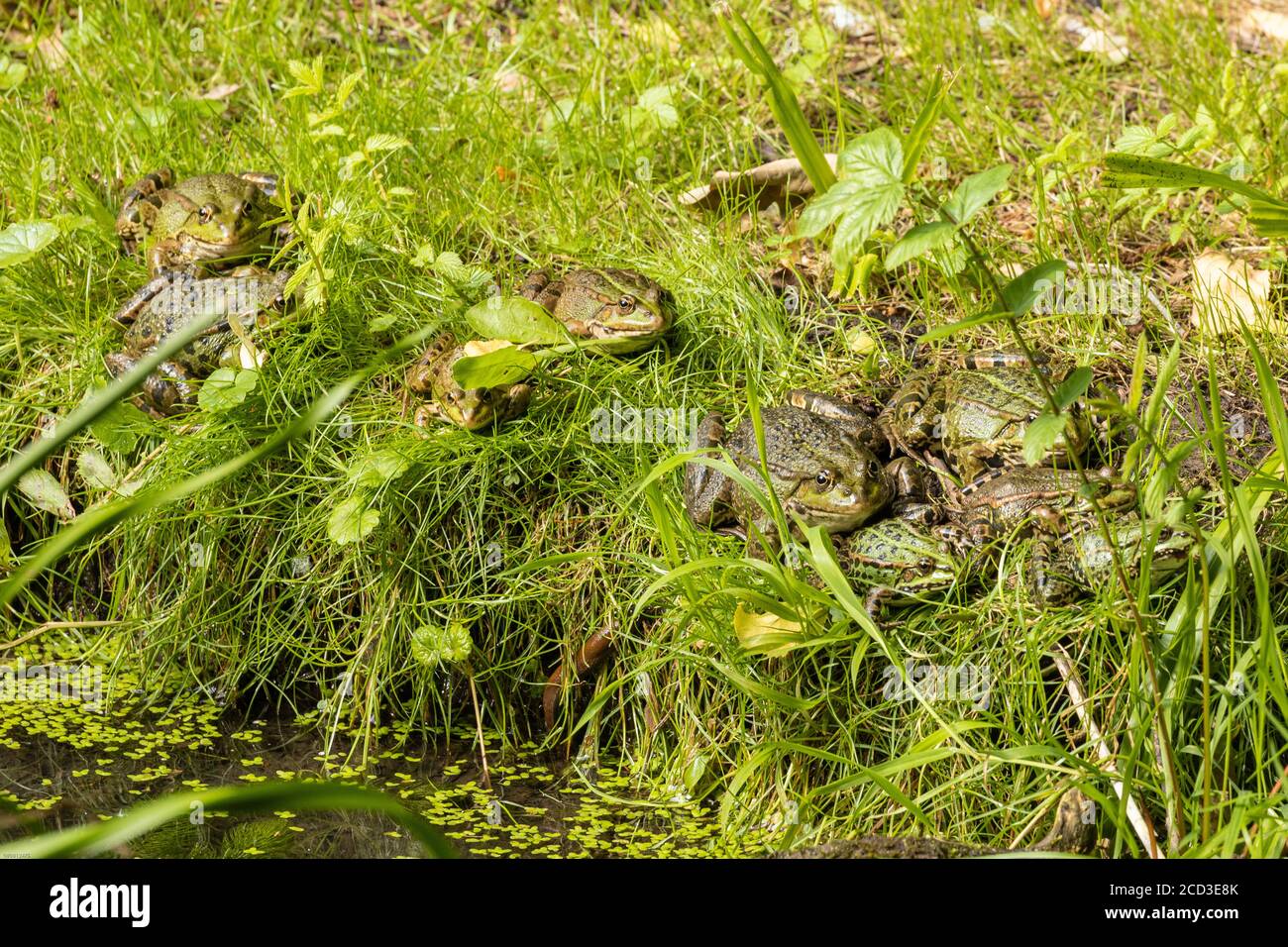 marsh frog, lake frog (Rana ridibunda, Pelophylax ridibundus), several sunbathing on lake shore, Germany, Bavaria Stock Photo