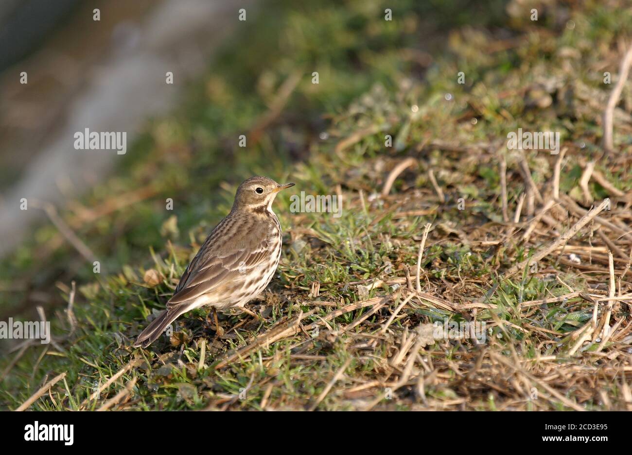 Asian Buff-bellied Pipit, Siberian Buff-bellied Pipit (Anthus rubescens japonicus), foraging on the ground, Japan, Hokkaido Stock Photo