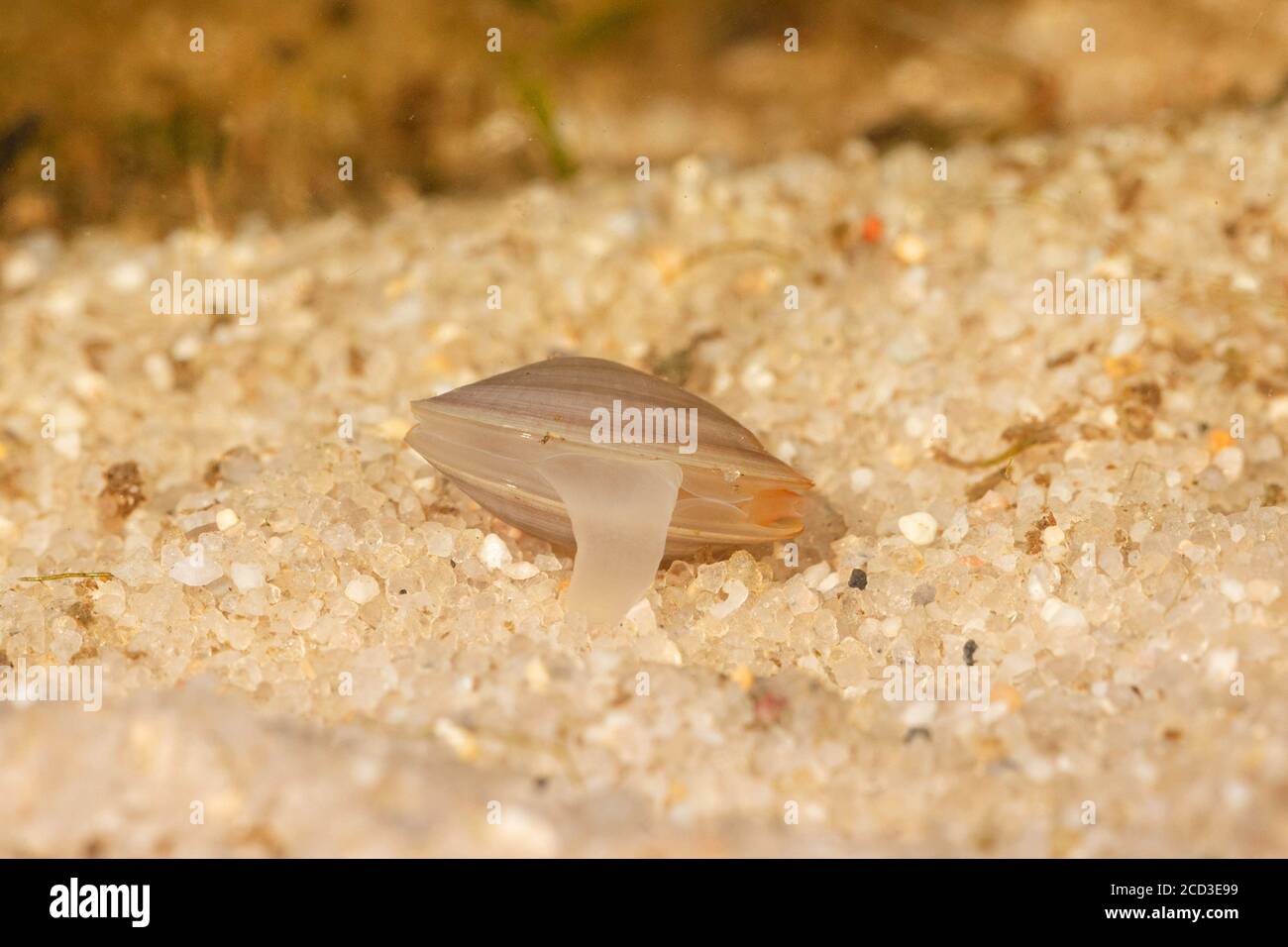 lake orb mussel, lake fingernailclam, capped orb mussel (Musculium lacustre, Sphaerium lacustre), creeping over sandy bottom, foot clearly visible Stock Photo