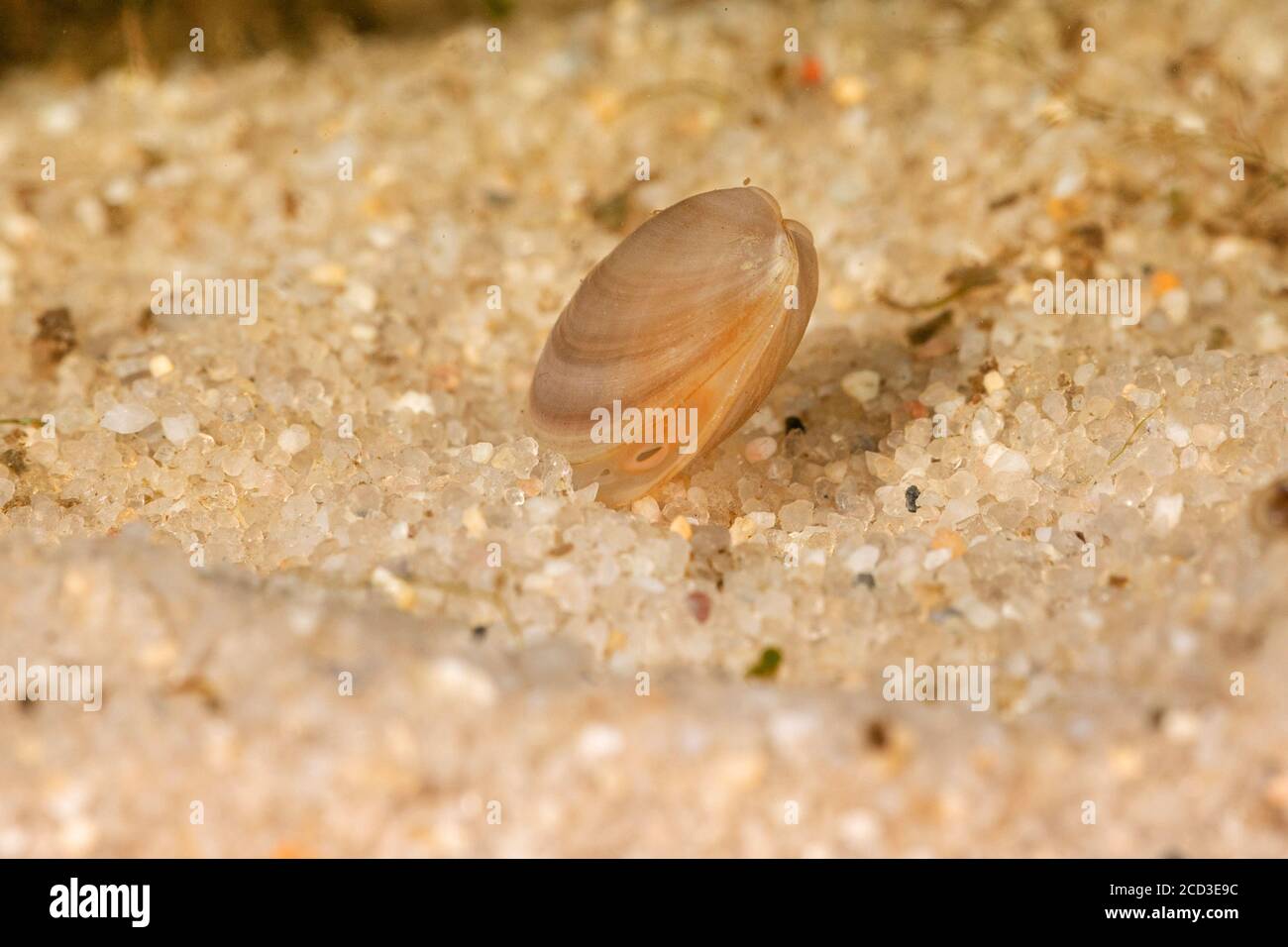 lake orb mussel, lake fingernailclam, capped orb mussel (Musculium lacustre, Sphaerium lacustre), digging into the ground Stock Photo