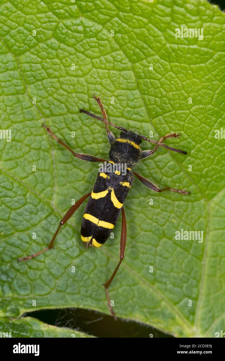 wasp beetle (Clytus arietis), sitting on a leaf, mimicry, Germany Stock Photo