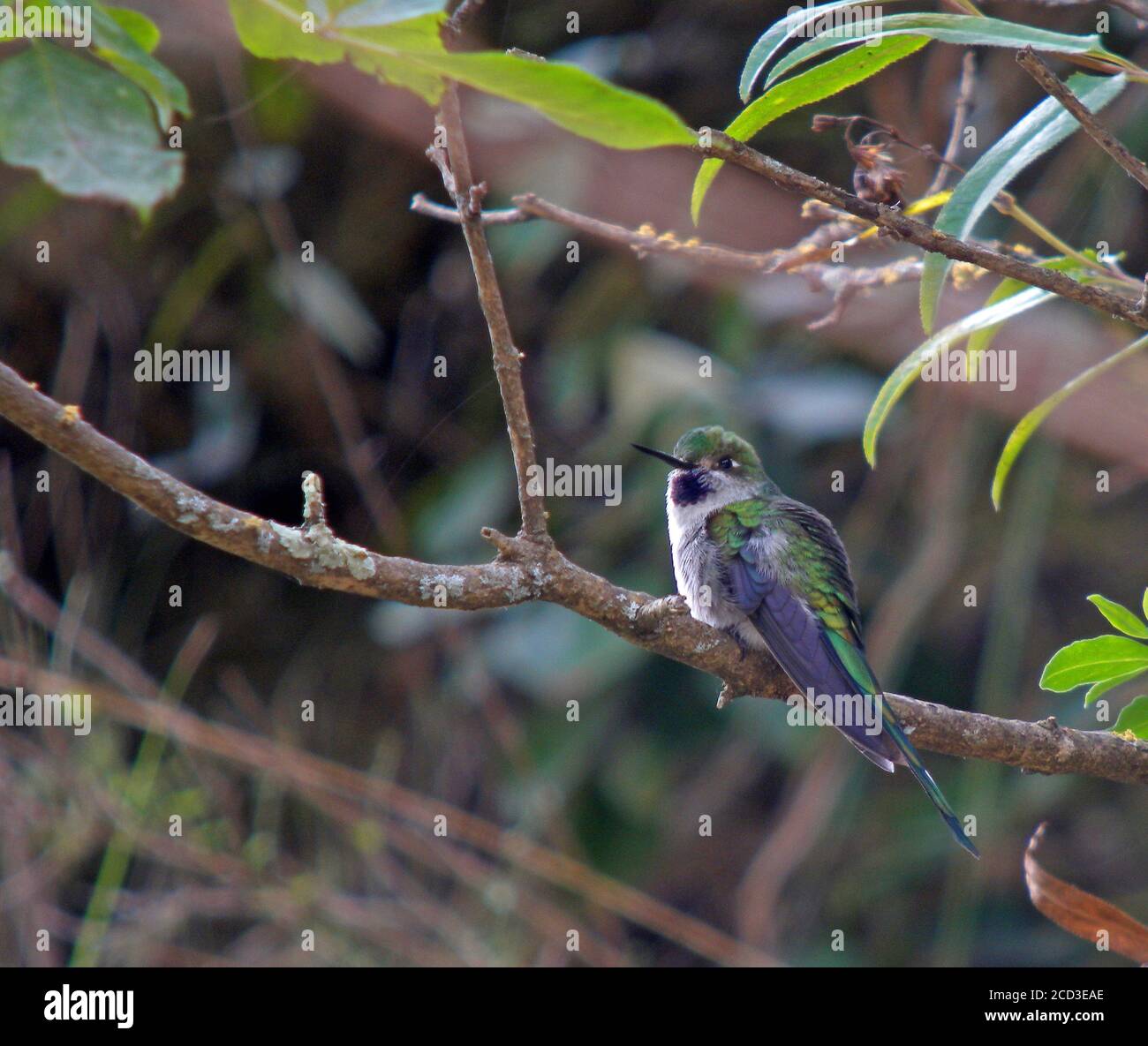 grey-billed comet (Taphrolesbia griseiventris), Endangered perched in a bush, Peru Stock Photo