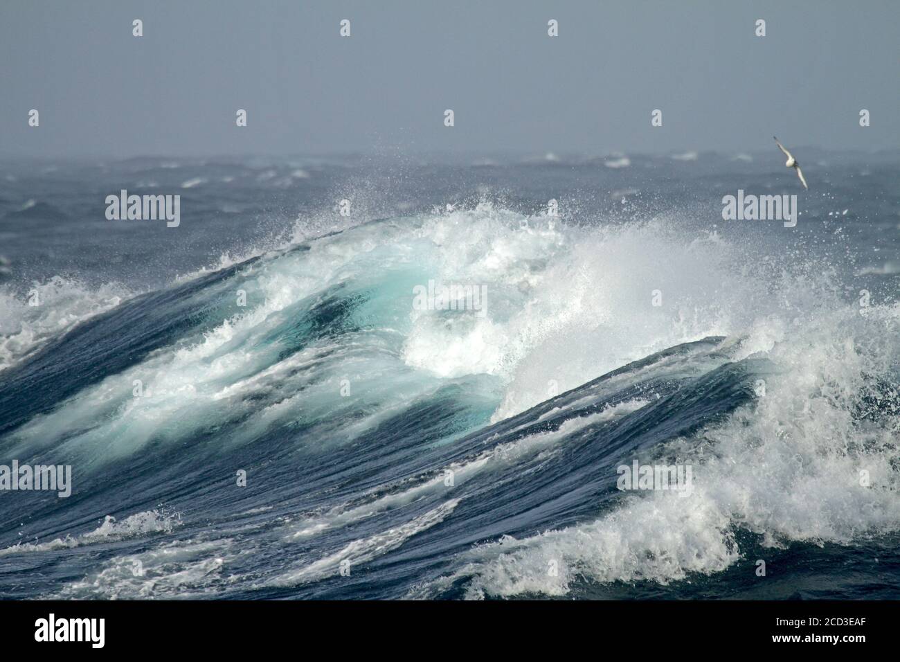 Huge ocean wave north of Antarctica. With seabird flying above the wave., Antarctica Stock Photo