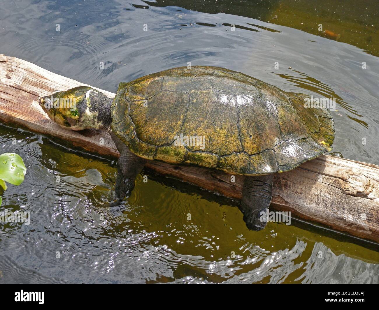 Madagascan big-headed side-necked turtle, Madagascan big-headed turtle (Erymnochelys madagascariensis), Critically Endangered Madagascan big-headed Stock Photo