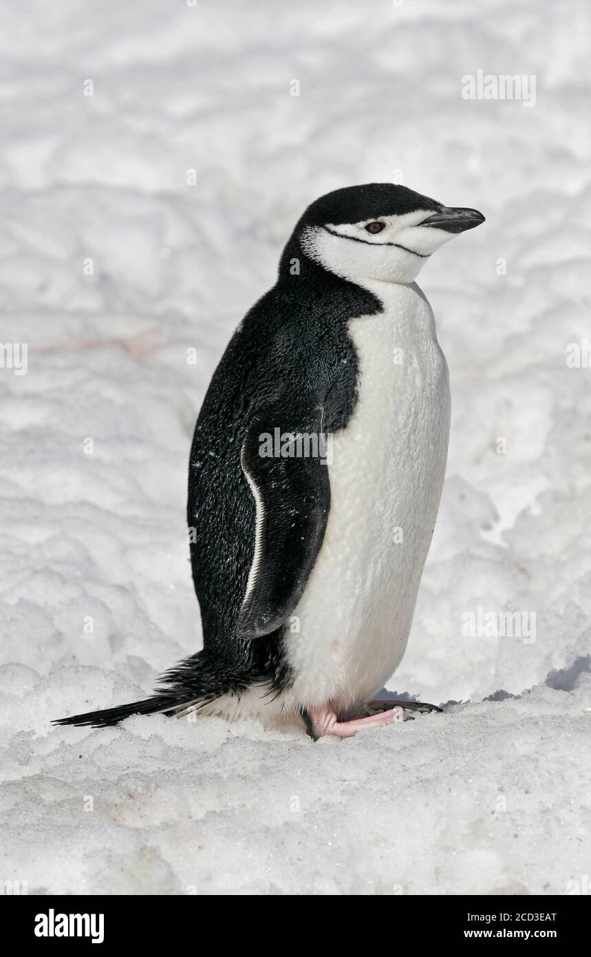 bearded penguin, chinstrap penguin (Pygoscelis antarctica, Pygoscelis antarcticus), standing erect on the snow, Antarctica Stock Photo