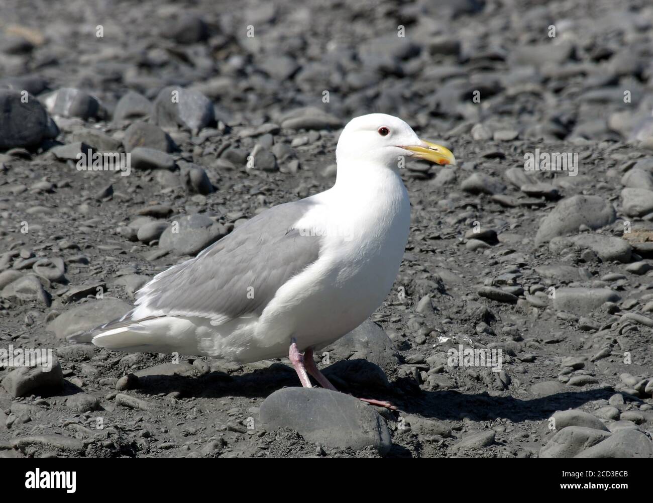 glaucous-winged gull (Larus glaucescens), perching on a bank of pebbles along the coast, side view, USA, Alaska Stock Photo