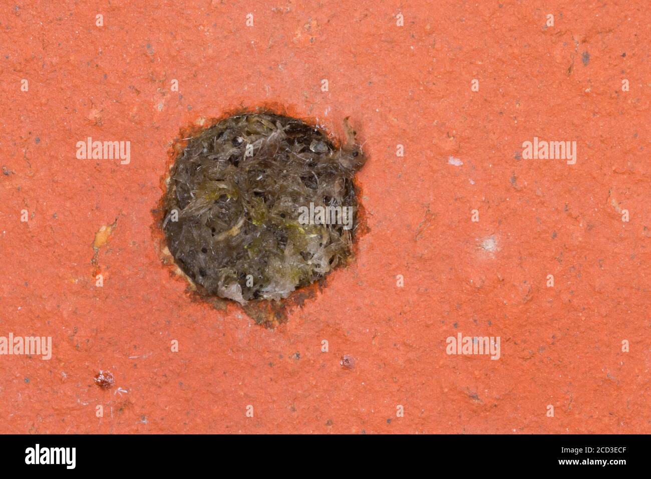 Mason wasp, potter wasp (Symmorphus crassicornis), capped nesting hole in a brick of a insect hotel, Germany Stock Photo
