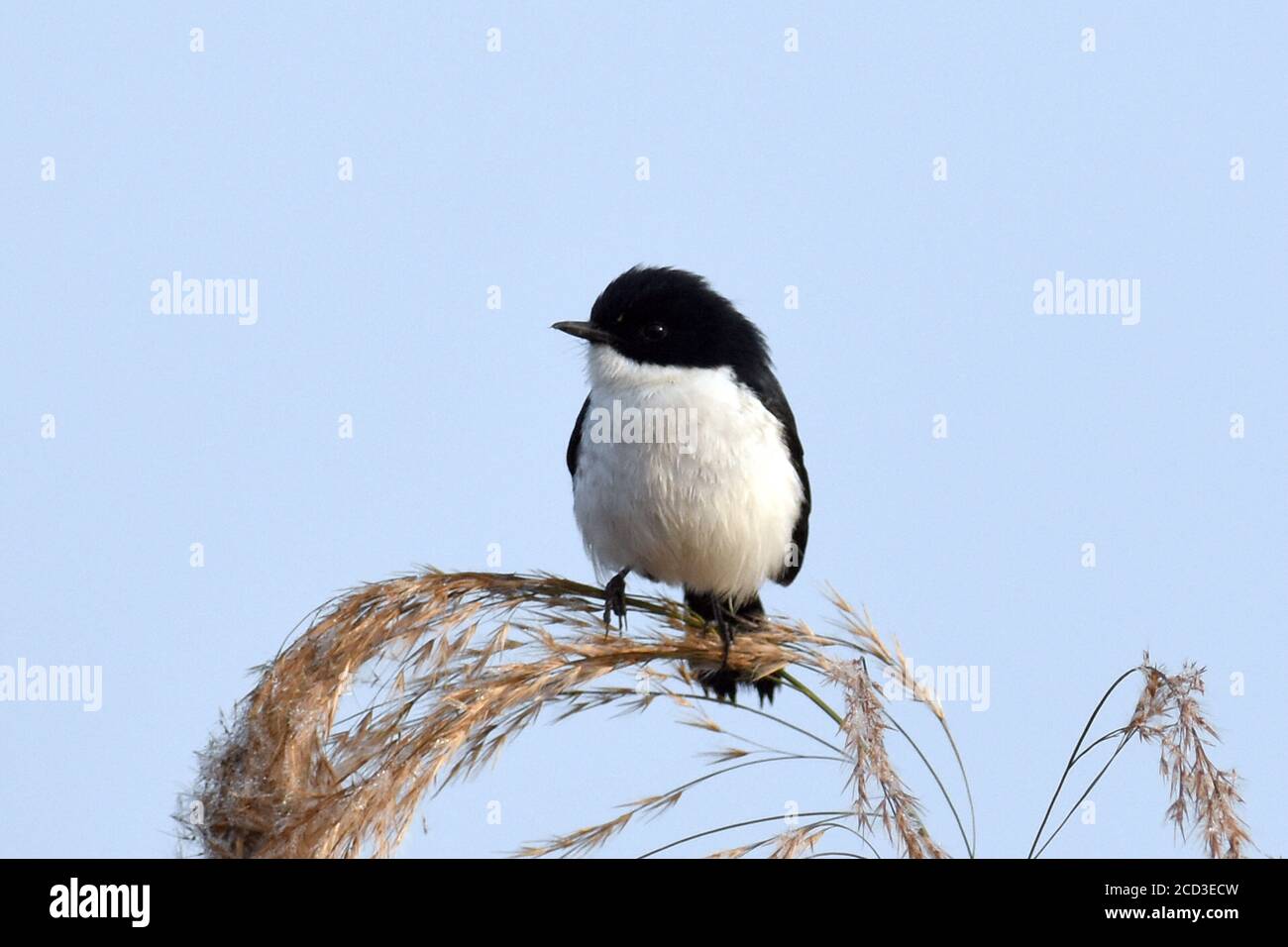 jerdon's bushchat (Saxicola jerdoni), purched at the top of a reed stem at Lake Inle, Burma Stock Photo