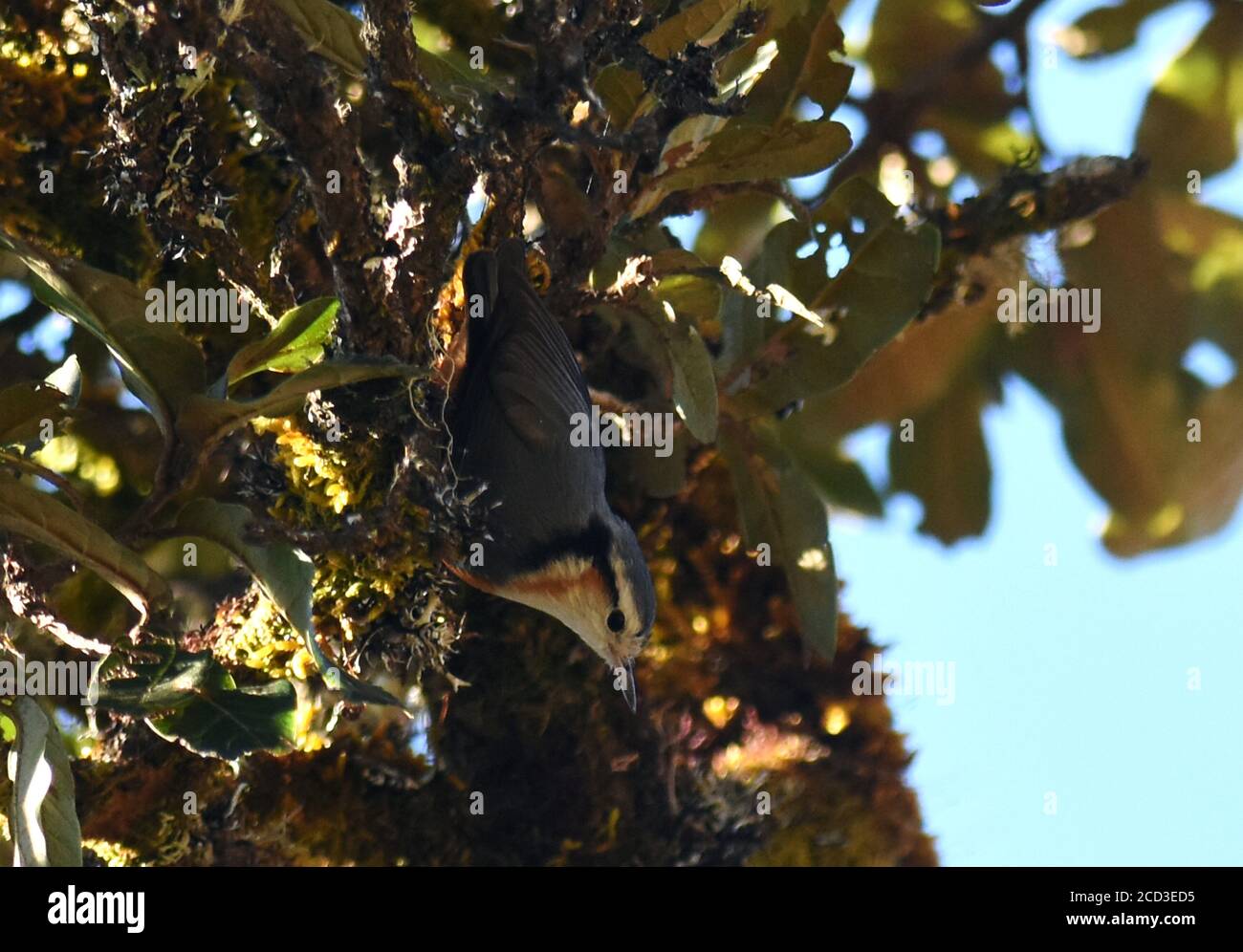 white-browed nuthatch (Sitta victoriae), foraging in a tree in a montane forest, hanging upside down, Burma, Mount Victoria Stock Photo