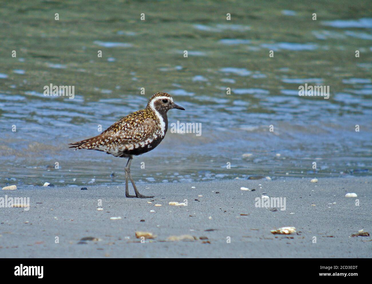 Pacific golden plover (Pluvialis fulva), walking in summer plumage on a beach, side view, Japan, Bonin island Stock Photo