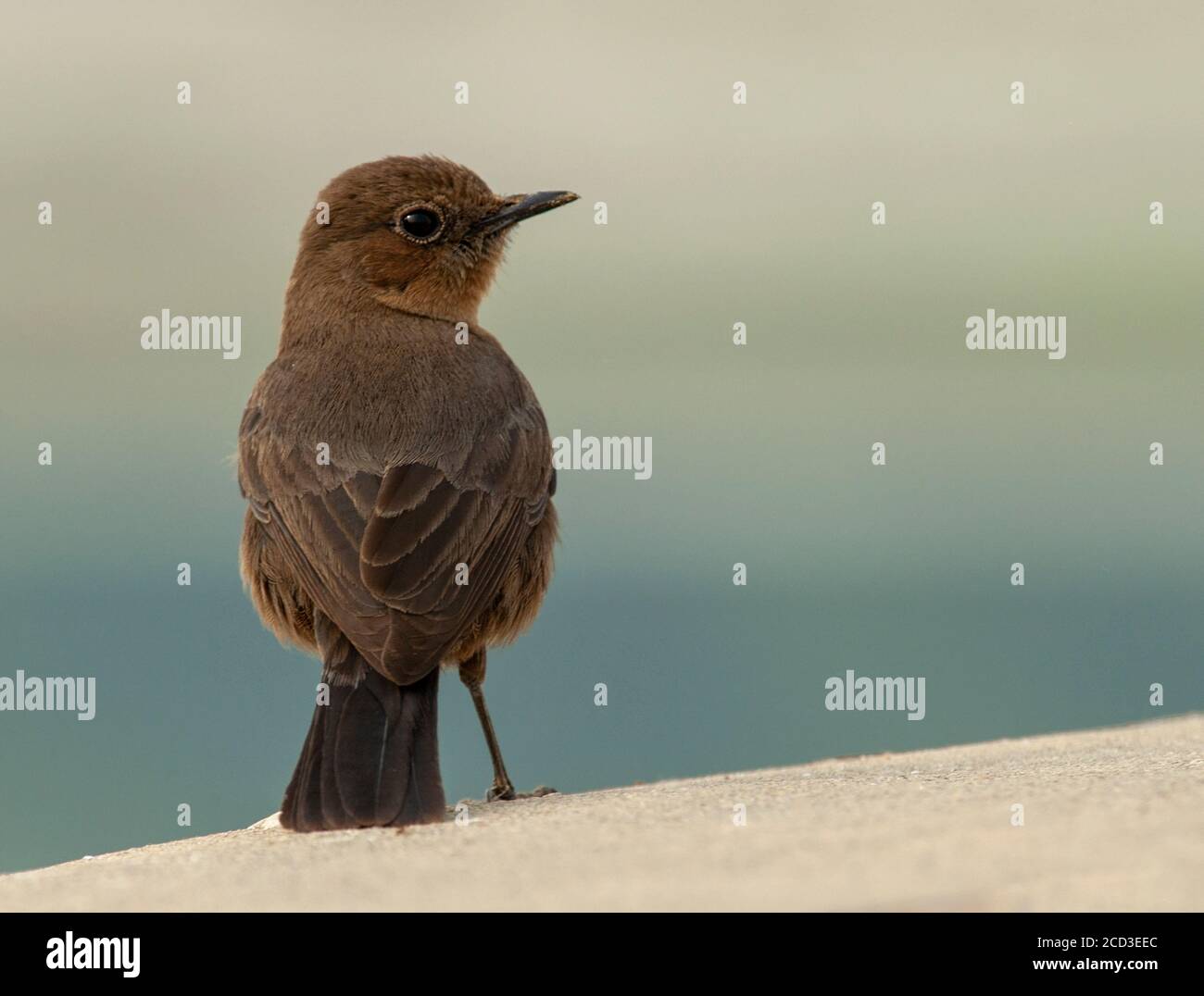 Indian Chat, Brown Rock Chat (Oenanthe fusca, Cercomela fusca), adult sitting on the edge of a wall, India Stock Photo
